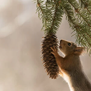 Red Squirrel holding a pinecone
