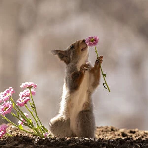 red squirrel holding an pink daisy