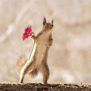 red squirrel holding a red daisy