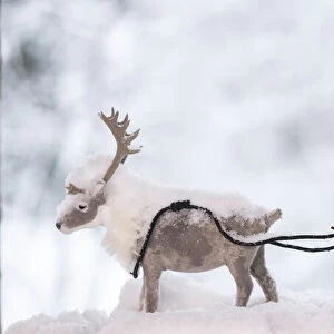 Red squirrel holding with a rope an reindeer