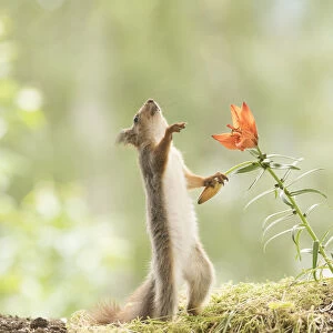 red squirrel holding a tiger lily flower
