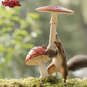 Red Squirrel holding a toadstool