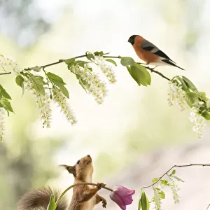 Red Squirrel holding a tulip looking up towards an bullfinch
