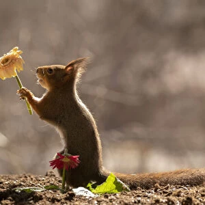 red squirrel holding an yellow daisy