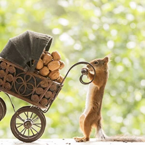 Red Squirrel holds a baby stroller with nuts