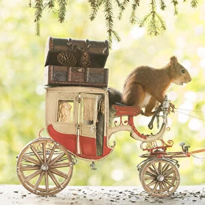 Red Squirrel with an horse and a horse carriage