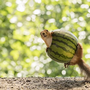 Red Squirrel inside a watermelon