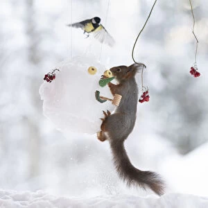 Red squirrel jumping on a snowman mask with titmouse flying