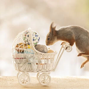Red Squirrel jumping on a stroller with eggs
