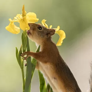 red squirrel licking an yellow Iris flowers