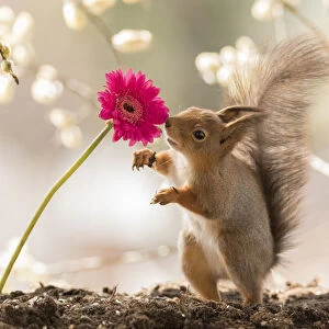 Red Squirrel looking at a daisy