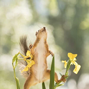 red squirrel looking up between Iris flowers