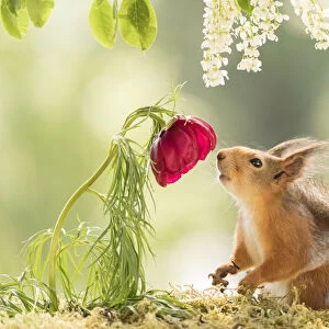 red squirrel looking at a red peony