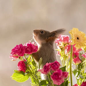 Red Squirrel looking up from between roses