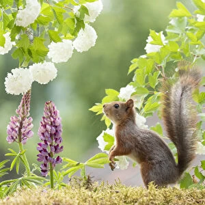 Red squirrel looking at snowball bush flowers