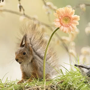 red squirrel looks away from a nuthatch with a orange daisy