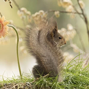 red squirrel looks away from a orange daisy