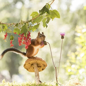 Red Squirrel on a mushroom with red currant and thistle