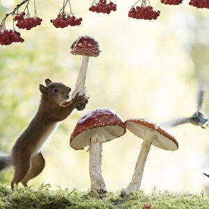 Red Squirrel and nuthatch with mushroom