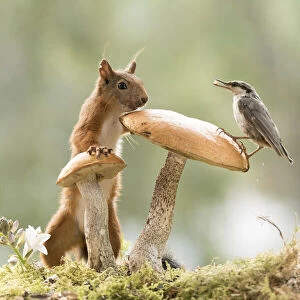 Red Squirrel and nuthatch stand with a mushroom