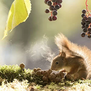 Red Squirrel with puffball and grapes