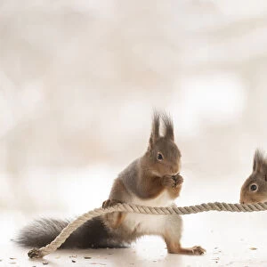 Red Squirrel are pulling a rope