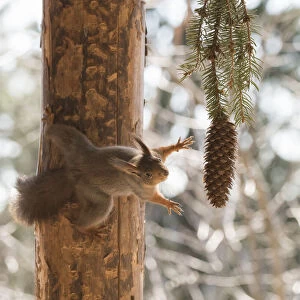Red Squirrel reaching for a pinecone