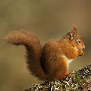 Red Squirrel - resting and eating on a lichen covered log in morning light - February - Aviemore - Scotland