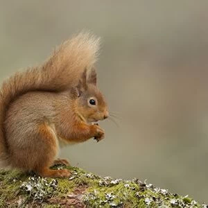Red Squirrel - resting and eating nuts on a lichen covered log - February - Aviemore - Scotland