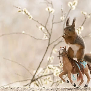 Red Squirrel riding a horse