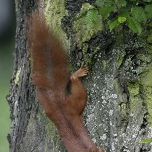Red Squirrel - Running down tree-trunk Lower Saxony, Germany