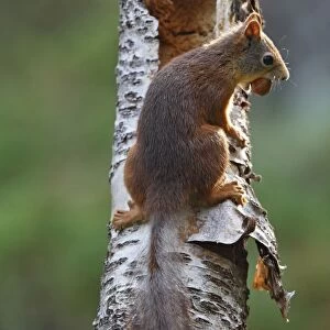 Red Squirrel. Scottish Moor - Aviemore - Scotland