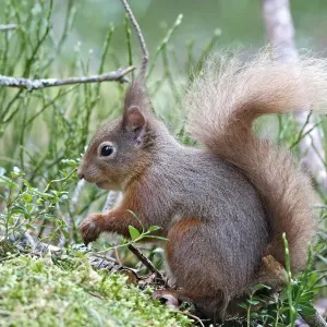 Red Squirrel. Scottish Moor - Aviemore - Scotland