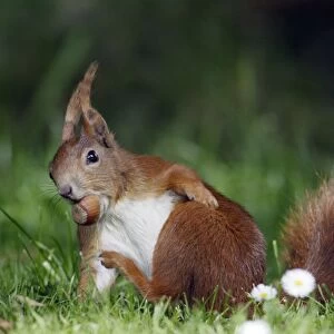 Red Squirrel - Scratching itself, collecting nuts in garden Lower Saxony, Germany