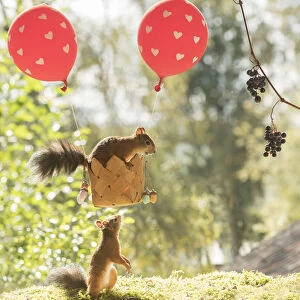 Red Squirrel sitting in an air balloon