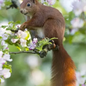 Red Squirrel - sitting in apple tree amongst blossom - in garden - Lower Saxony - Germany Red Squirrel - sitting in apple tree amongst blossom - in garden - Lower Saxony - Germany