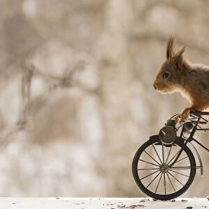 Red Squirrel sitting on a bike
