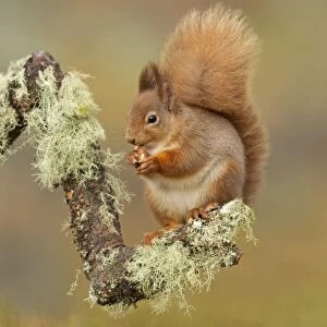 Red Squirrel - sitting on a lichen covered branch and eating in woodland - February - Scotland - UK
