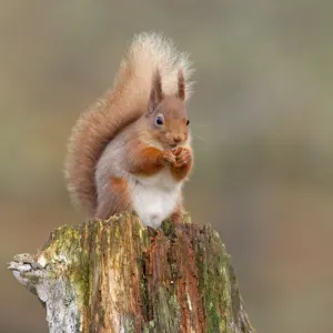 Red Squirrel - sitting on an old stump and eating in woodland - February - Scotland - UK Red Squirrel - sitting on an old stump and eating in woodland - February - Scotland - UK