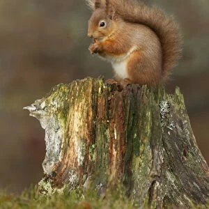Red Squirrel - sitting on an old tree stump eating nuts - February - Aviemore - Scotland
