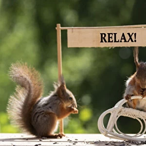 red squirrel sitting in an rocking chair with relax sign