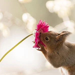 Red Squirrel smelling a daisy