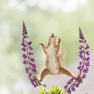 Red Squirrel in split between lupine flowers with open mouth