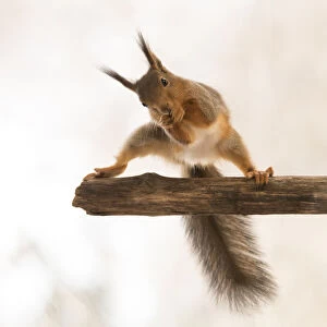 Red Squirrel in a split on tree branch