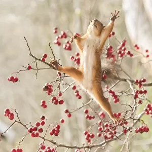 Red squirrel, squirrel, Sciurus vulgaris, Eurasian red squirrel, Sciuridae