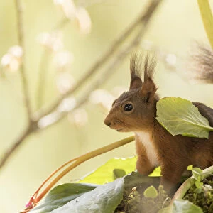 red squirrel stand under a Bergenia leaf
