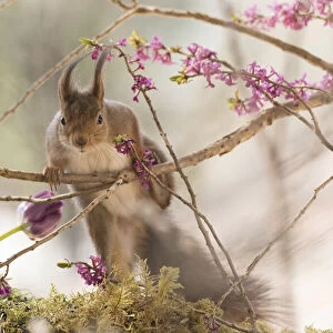 Red Squirrel stand between daphne flower branches