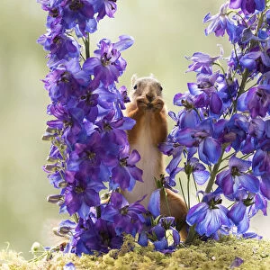 Red Squirrel stand between Delphinium flowers