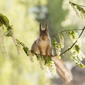 Red Squirrel stand on a hagberry branch