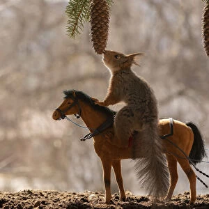 Red Squirrel stand on a horse smelling a pinecone